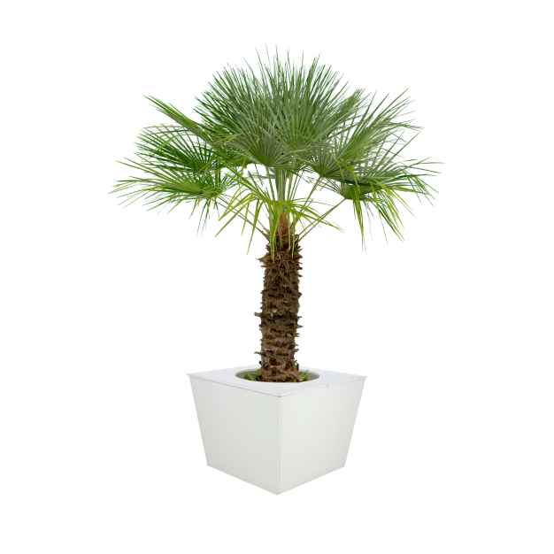 Palm